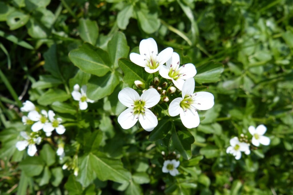 The Health Benefits of Watercress: A Closer Look at Its Nutrients and Compounds