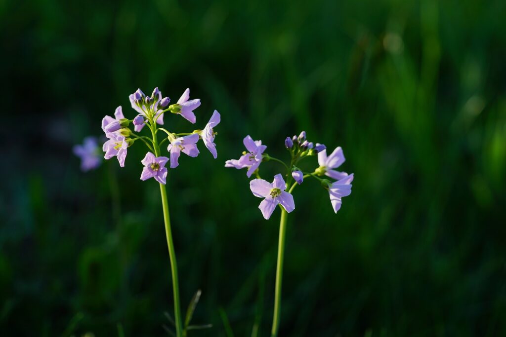 The Health Benefits of Watercress: A Closer Look at Its Nutrients and Compounds