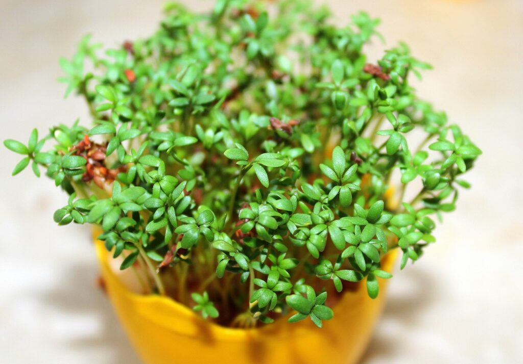 The Health Benefits of Watercress: A Closer Look at Its Nutrients and Compounds